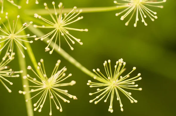 Macro of dill flowers. Close up flower of green fennel. Natural background. Green background