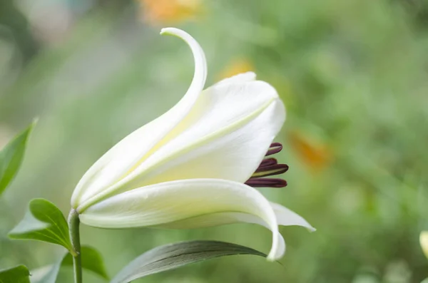 White lily on a blurry background — Stock Photo, Image