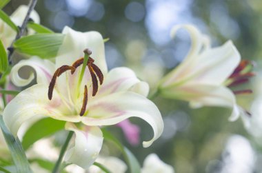 Bulanık bir arka plan üzerinde beyaz zambak
