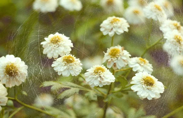 Bellissimi fiori su un prato estivo. Da vicino. — Foto Stock