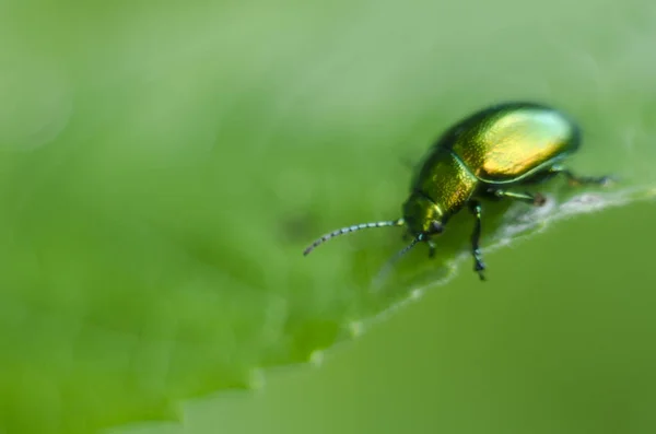 金色のきらびやかなバグ マクロ撮影 緑の葉に鮮やかな甲虫を描いたします カルパチアの動植物 — ストック写真