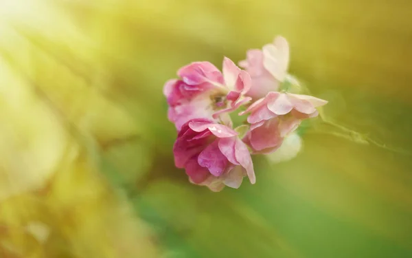 Vacker blomning. Sommaren wildflower. — Stockfoto