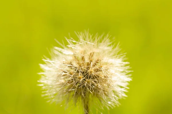 Macro di un fiore spinoso in una giornata di sole — Foto Stock
