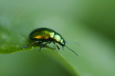 Altın ışıltılı böcek. Makro parlak bir böcek üzerindeki yeşil yaprak tasvir vurdu. Karpat flora ve fauna.