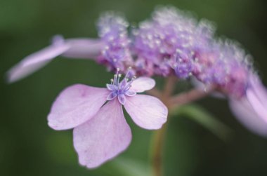 Hydrangea çiçeklerine yakın çekim. Bahçedeki ortanca çiçeklerinin güzel çalısı. Mor ortanca. Hortensiya çiçekleri.