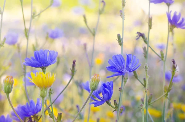 Gul Blå Blommor Ängen Blommor Närbild — Stockfoto