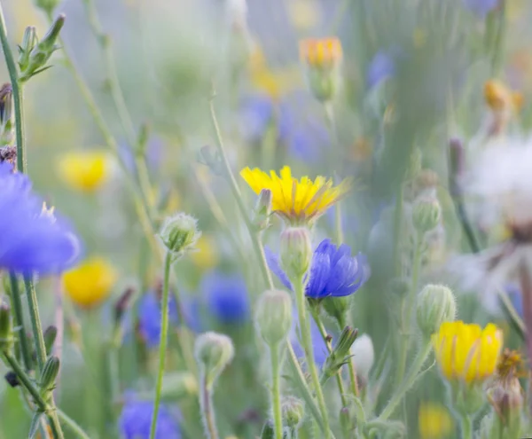 Fleurs sauvages jaunes et bleues. Fleurs de prairie — Photo