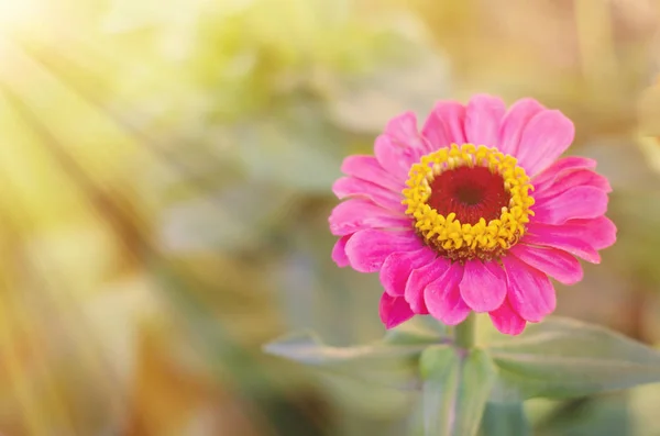 Krásné kvetoucí. Letní wildflower. — Stock fotografie