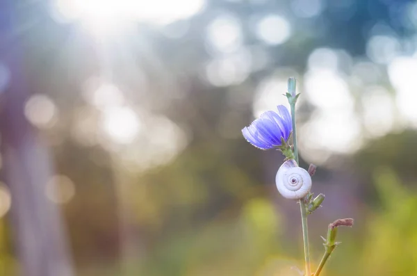 Lumaca Sui Rami Fiori Prato Nei Raggi Del Tramonto Sfondo — Foto Stock