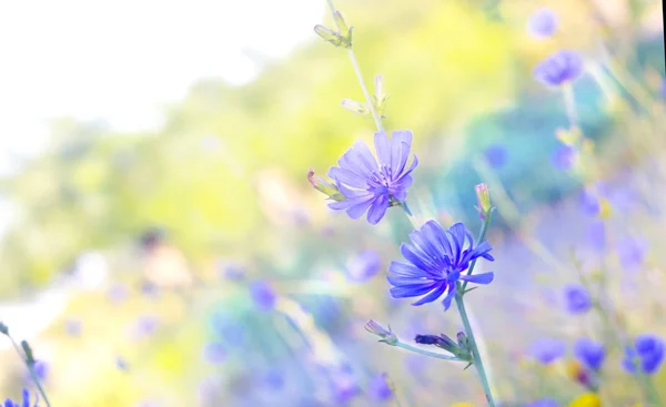 Giallo e fiori di campo blu. Fiori di prato — Foto Stock