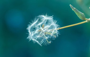 Bulanık arkaplanda beyaz tüylü karahindiba.