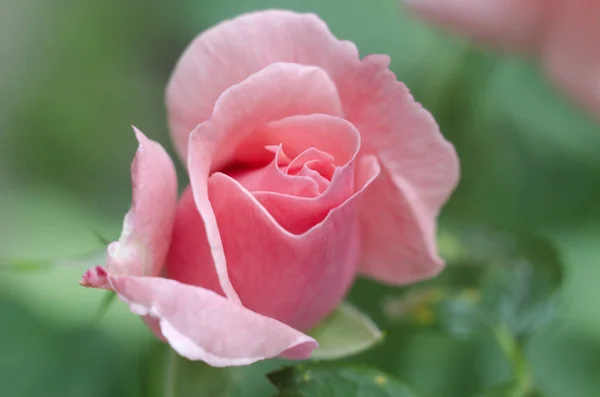 Beautiful Single Pink Rose Green Background — Stock Photo, Image