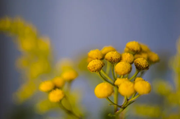 Tansy Blurry Natural Backgrounds Summer Autumn Flower Macro Photo — Stock Photo, Image