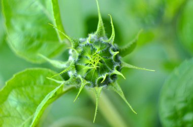 Ayçiçeği tomurcuğu. Yakın plan fabrika. Bir ayçiçeği tomurcuğunun makro çekimi.
