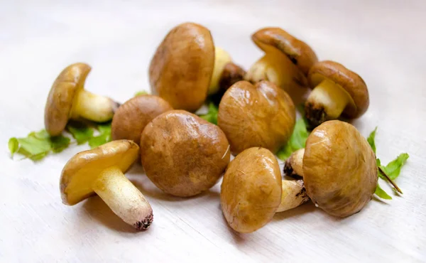 Suillus Luteus mantar. Kaygan Jack yenilebilir orman çeşitli mantar.