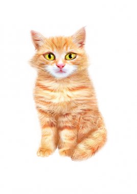 Beyaz arka plan üzerinde izole şirin tüylü turuncu kedi. Elle çizilmiş evde beslenen hayvan. Bir kedi portresi. Gösterim amacıyla tebrik kartları, davetiyeler ve diğer yazdırma projeleri.