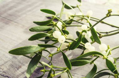 Tahta bir arka plan üzerinde ökseotu dalı. Natürmort kompozisyonu.