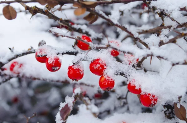 積雪下でブッシュ 冬の背景に桜のジューシーな果実 — ストック写真