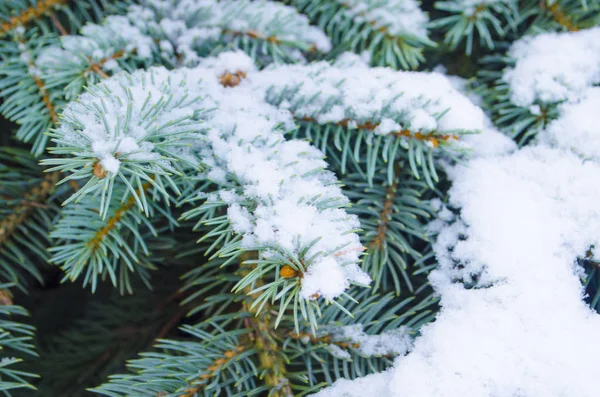 Rami Conifere Congelati Inverno Bianco Gelido Paesaggio Invernale Nella Foresta — Foto Stock