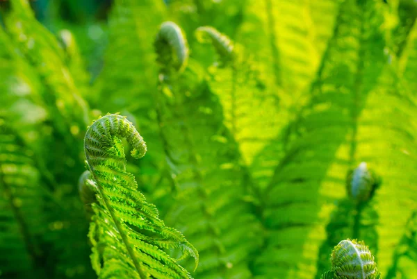 Φτέρη Νέοι Πράσινοι Βλαστοί Από Φέρνς Φυτά Στη Φύση Ανοιξιάτικη — Φωτογραφία Αρχείου
