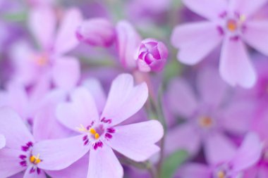 Mor ürpertici phlox subulata çiçekleri.