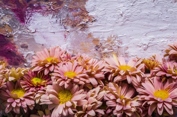 Rózsaszín sárgabarack krizantém festői háttérrel. — Stock Fotó