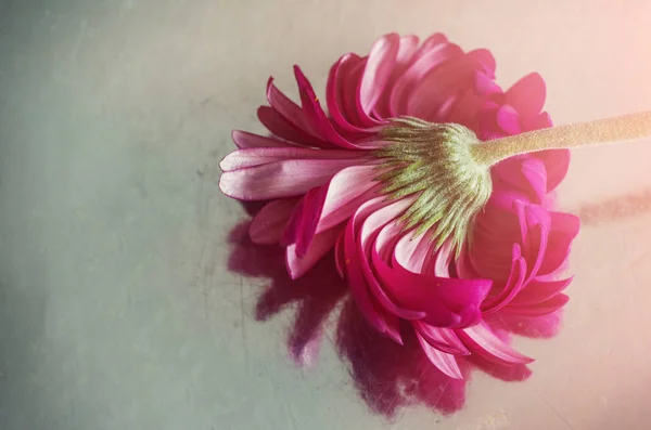 Gerbera rosa på en spegel suddig bakgrund. — Stockfoto