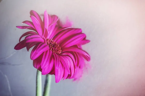 Gerbera rosa på en spegel suddig bakgrund. — Stockfoto