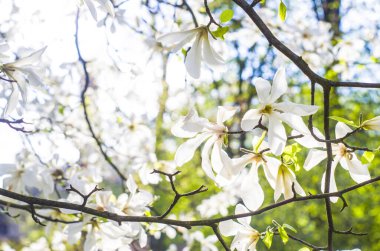 Bulanık bir arkaplanda beyaz manolya. Bahar fotoğrafı.