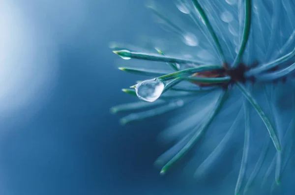 Gotas Agua Rama Del Árbol Crepúsculo Lluvioso Fondo Bokeh Concepto —  Fotos de Stock