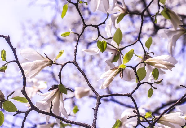 Weiße Magnolie Auf Blauem Hintergrund Frühlingsfoto — Stockfoto
