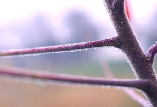 Water Druppels Boom Tak Regenachtige Schemering Bokeh Achtergrond Natuurlijke Outdoor — Stockfoto