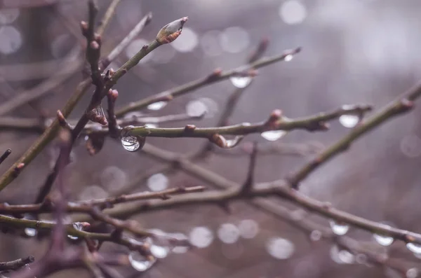Water Drops Tree Branch Rainy Twilight Bokeh Background Natural Outdoor — Stock Photo, Image