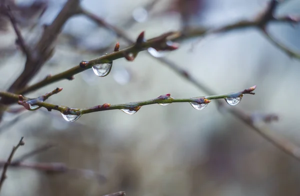 Eau Tombe Sur Branche Arbre Dans Crépuscule Pluvieux Fond Bokeh — Photo