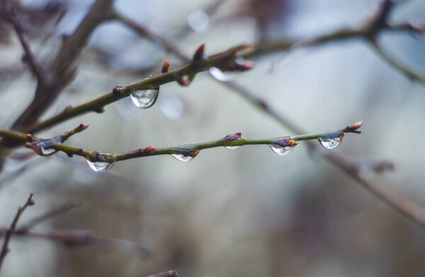 Water drops on tree branch in the rainy twilight. Bokeh background. Natural outdoor concept. Macro.