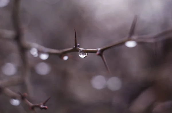 Gotas Agua Rama Del Árbol Crepúsculo Lluvioso Fondo Bokeh Concepto —  Fotos de Stock