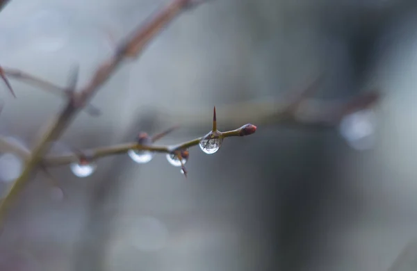 Gotas Agua Rama Del Árbol Crepúsculo Lluvioso Fondo Bokeh Concepto —  Fotos de Stock