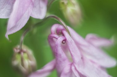 Bulanık yeşil arka planda Macrophoto Aquilege. Bitkilerin fotoğrafı..