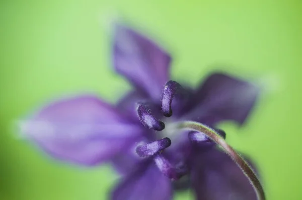 マクロフォトぼやけた緑の背景に帯水層 植物の写真 — ストック写真