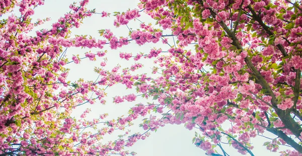 Flor Cerezo Sakura Florece Primavera Rama Floral Primavera Hermosas Flores — Foto de Stock