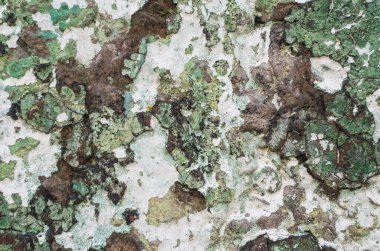 Soyut renkli beton duvar dokusu. Grunge 'un geçmişi. Tasarım için eski duvar arkaplanı.