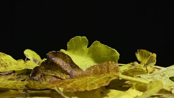 Τα φύλλα το φθινόπωρο — Αρχείο Βίντεο
