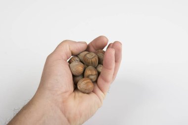 biraz fındık meyve