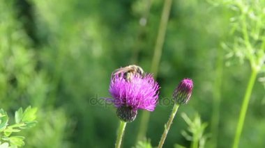 CIRSIUM RIVULARE 'TREVOR'S BLUE WONDER'