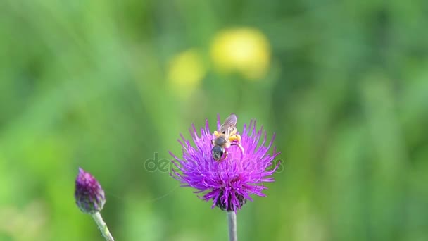 Cirsium rivulare 'trevor' s blue wonder ' — Stockvideo