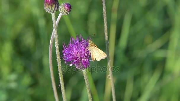 CIRSIUM RIVULARE 'TREVOR'S BLUE WONDER' — Αρχείο Βίντεο