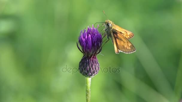 CIRSIUM RIVULARE 'TREVOR' S BLUE WONDER ' — Vídeo de stock