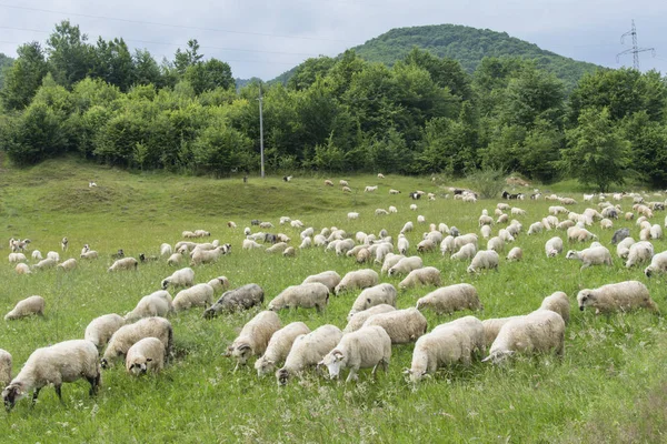 A flock of sheep — Stock Photo, Image