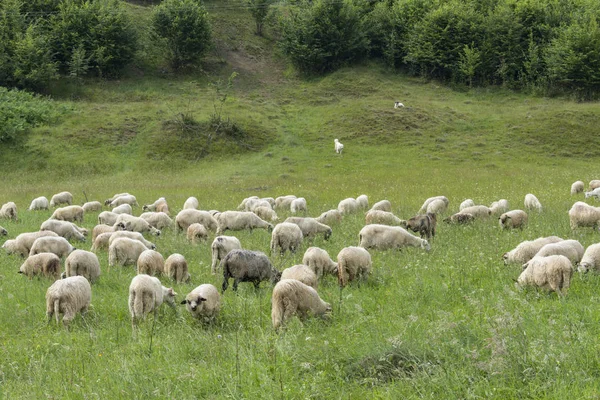 stock image A flock of sheep