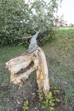 Rüzgarla kırılan bir ağaç